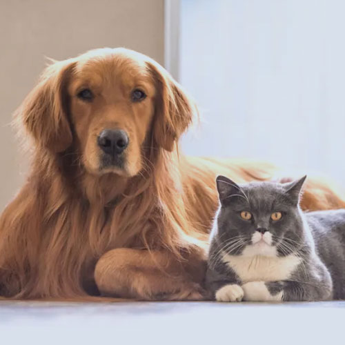 Cat-&-Dog-Products